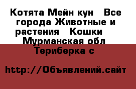 Котята Мейн кун - Все города Животные и растения » Кошки   . Мурманская обл.,Териберка с.